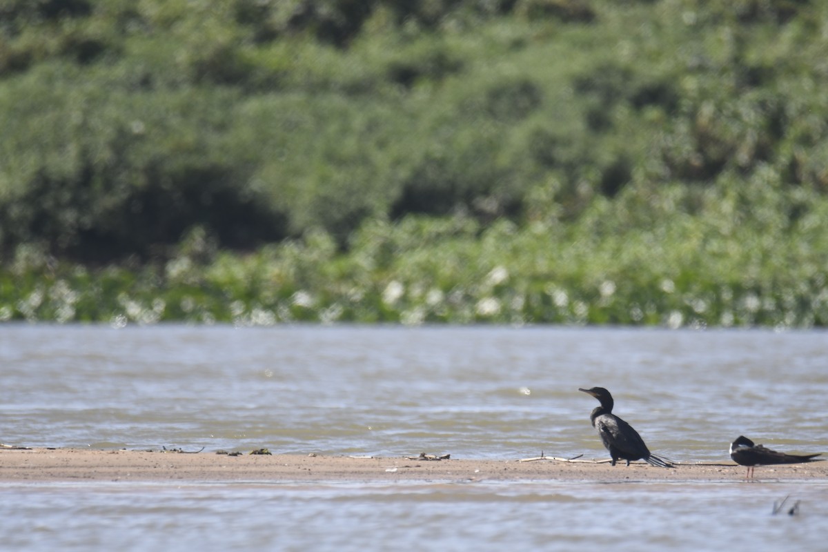 Maskeli Uzunbacak - ML365063101