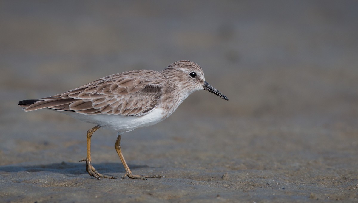 Least Sandpiper - Ian Davies