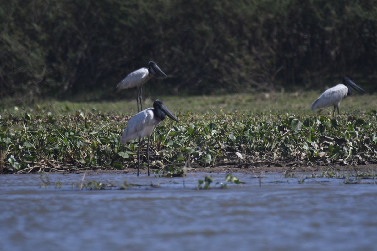Amerika Jabirusu - ML365063311