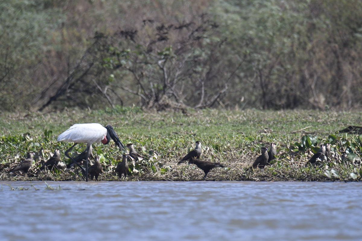 Amerika Jabirusu - ML365063371