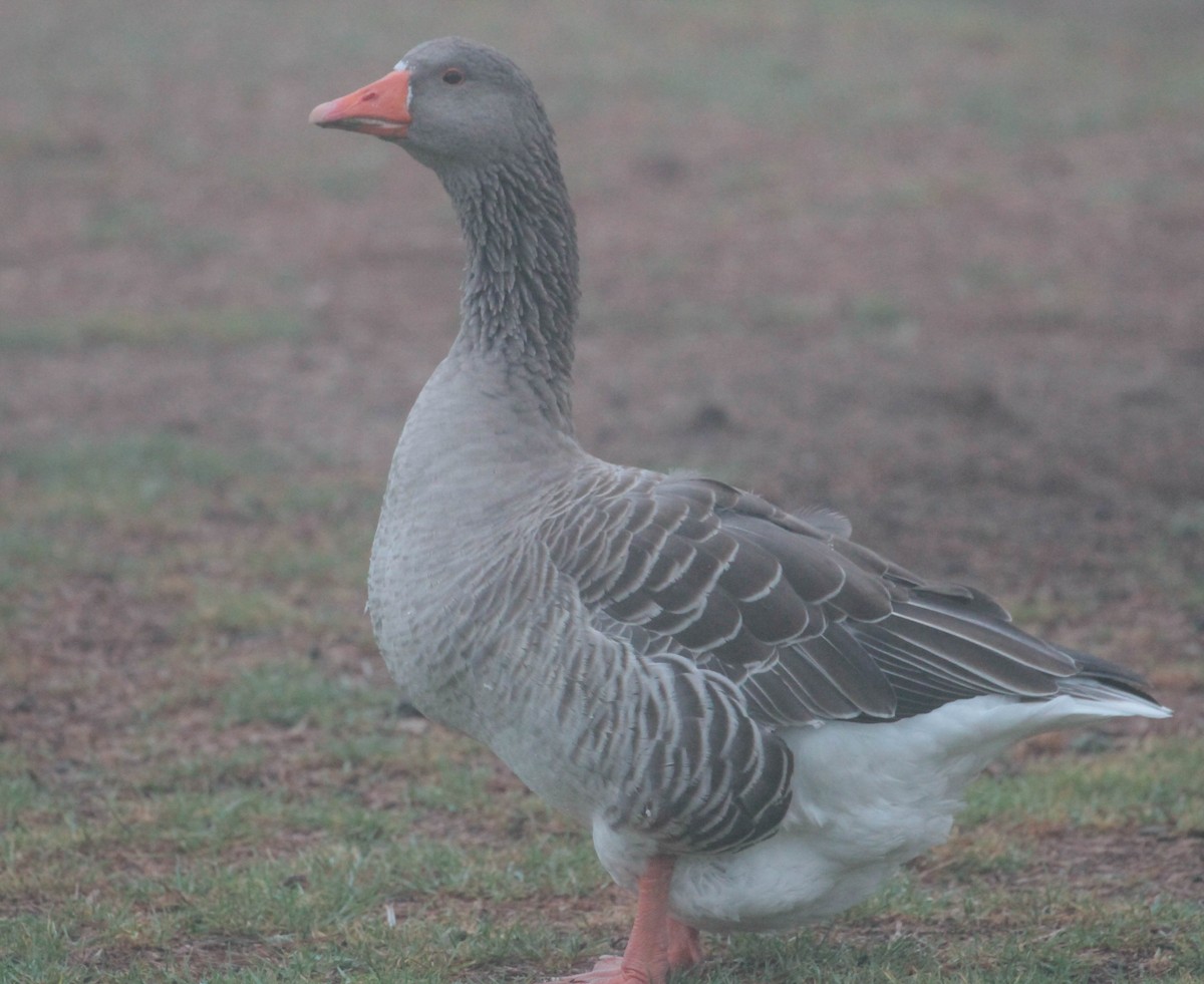 Graylag Goose (Domestic type) - ML365063431