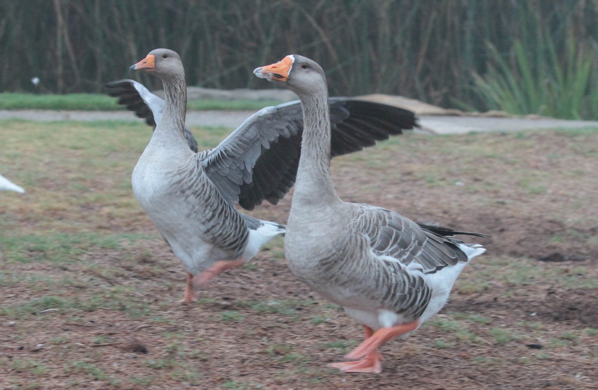 Graylag Goose (Domestic type) - ML365063531