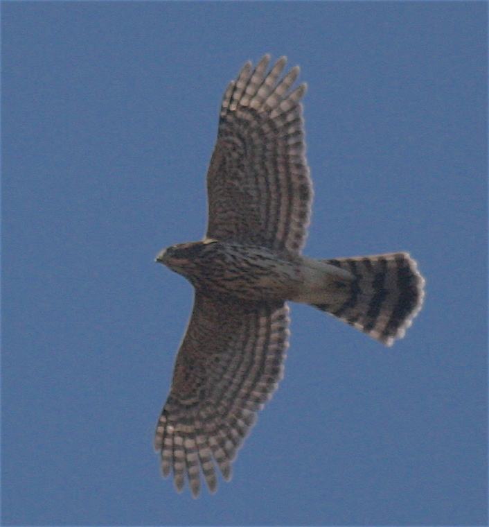 Cooper's Hawk - ML365064211