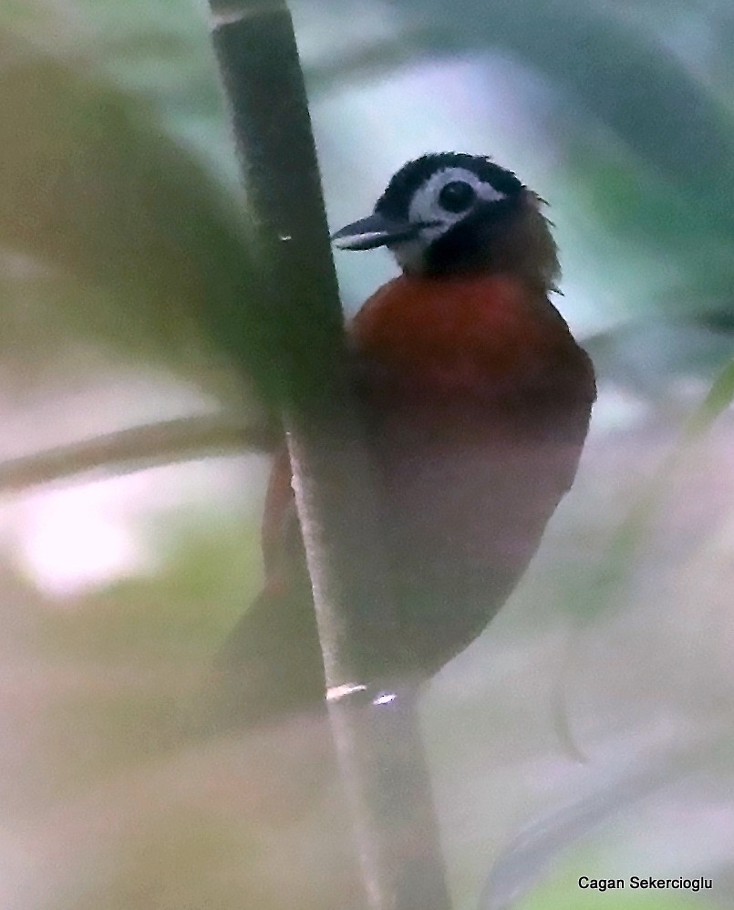White-masked Antbird - ML365065311