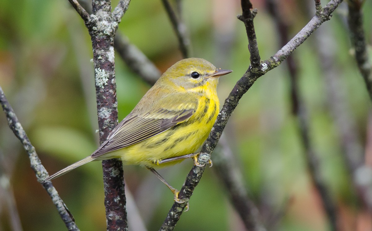 Prairie Warbler - Alix d'Entremont