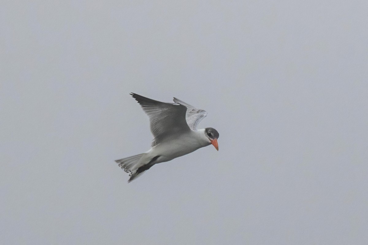 Caspian Tern - ML365065941