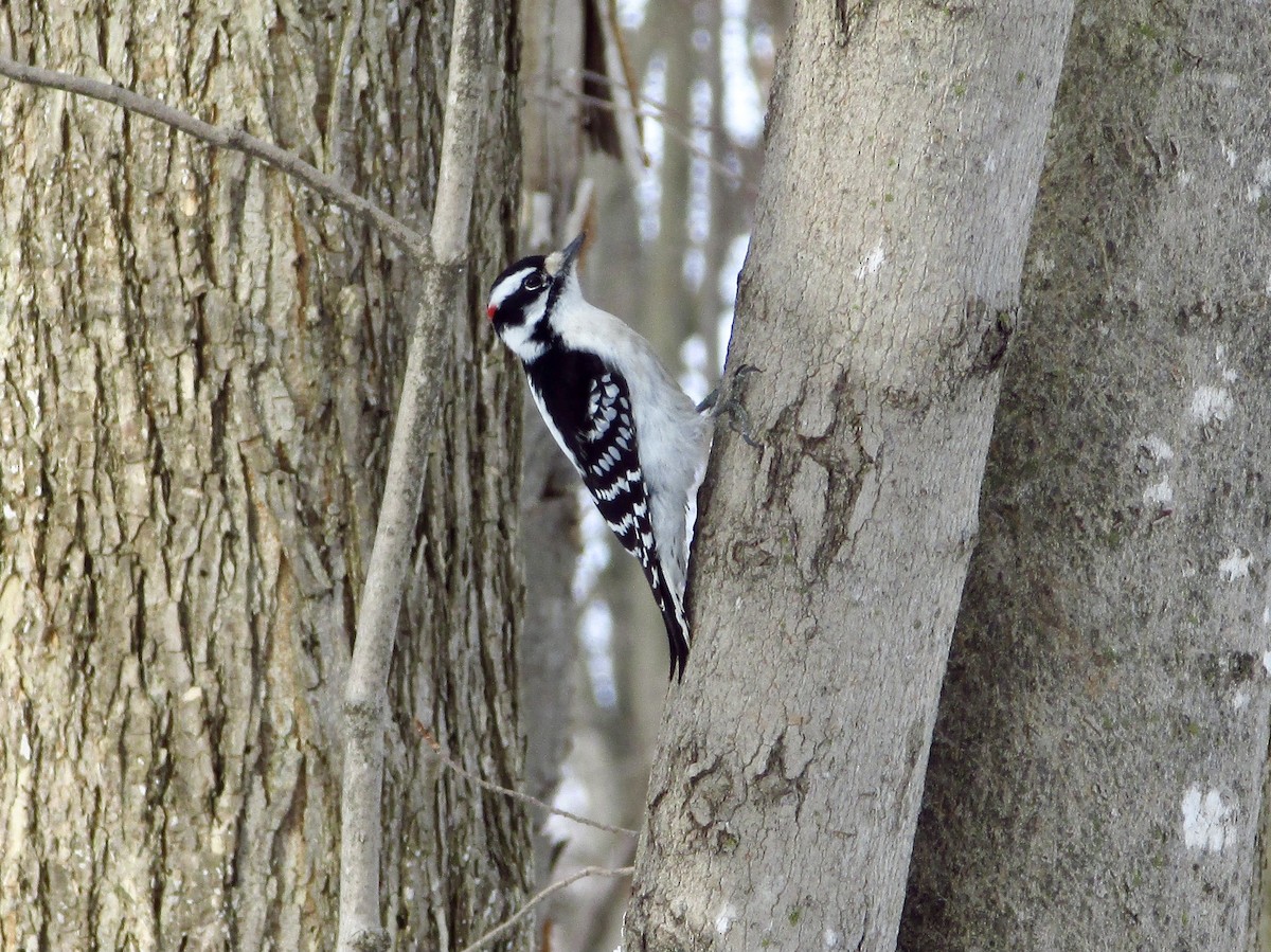 Downy Woodpecker - ML365066291