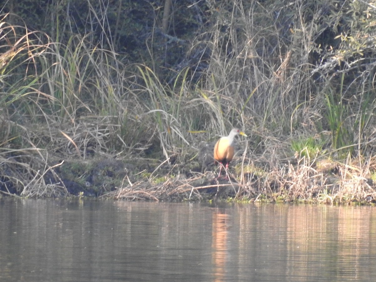 Gray-cowled Wood-Rail - dario wendeler