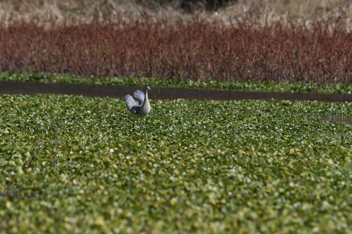 Whistling Heron - ML365066511