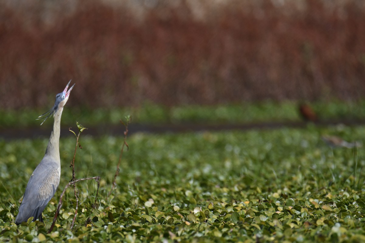 Whistling Heron - ML365066601