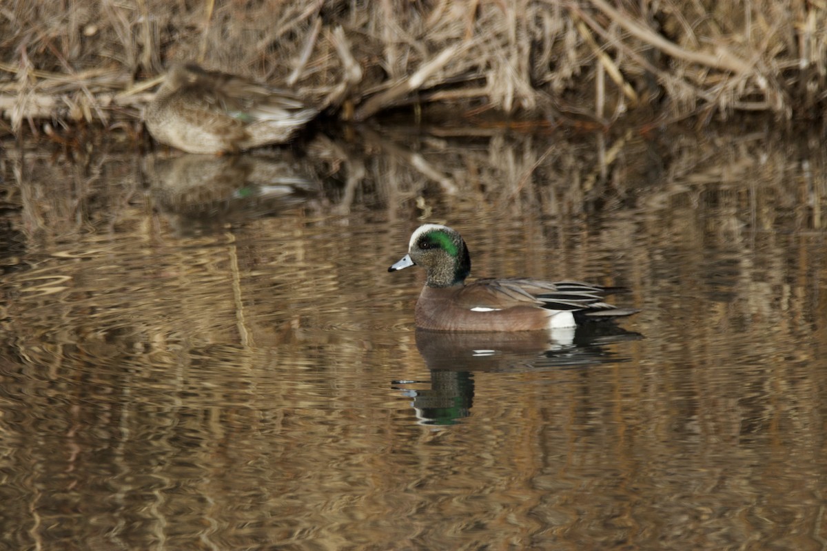 American Wigeon - ML365066671