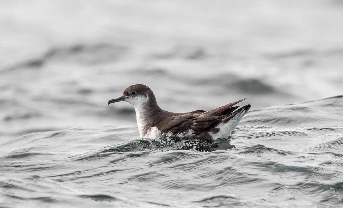 Manx Shearwater - Simon Boivin