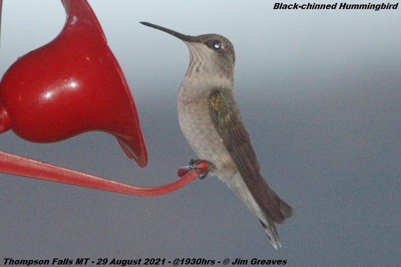 Black-chinned Hummingbird - ML365067921