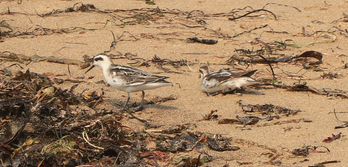 Red-necked Phalarope - ML365068801