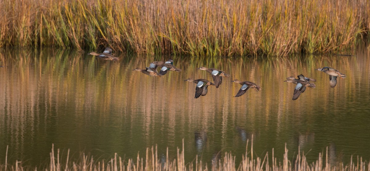 Blue-winged Teal - ML36506891