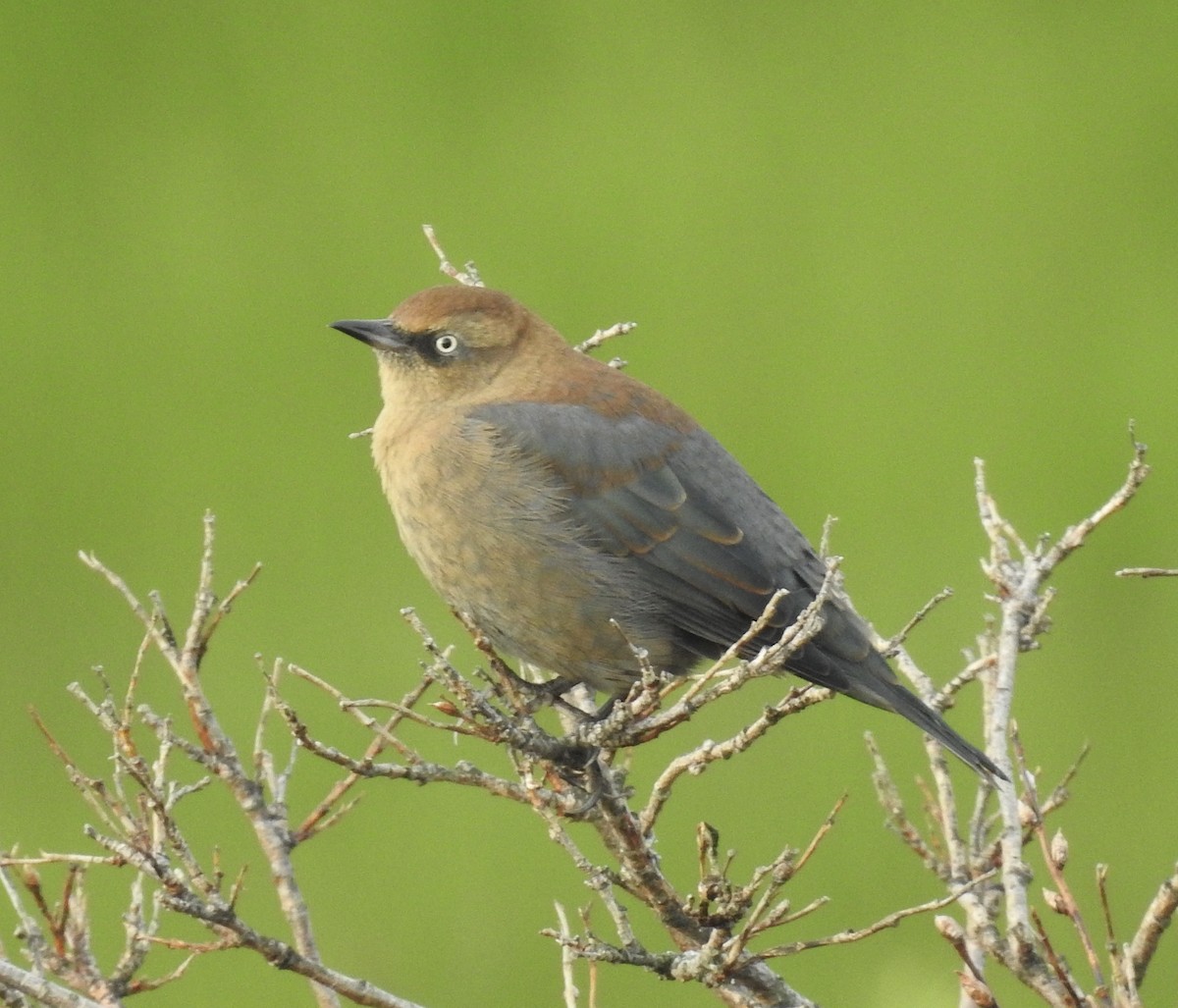 Rusty Blackbird - ML365069201