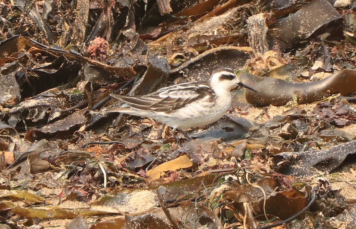 Red-necked Phalarope - ML365069361