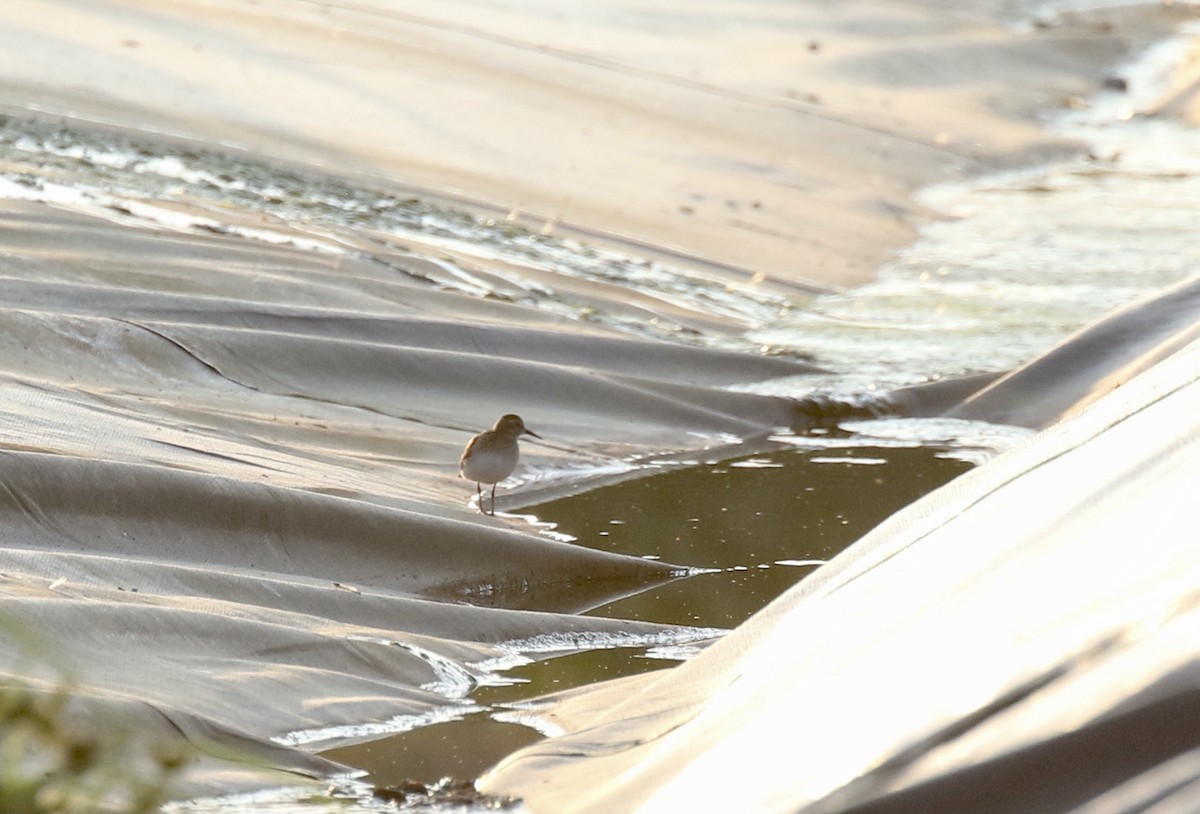 Baird's Sandpiper - ML365069441