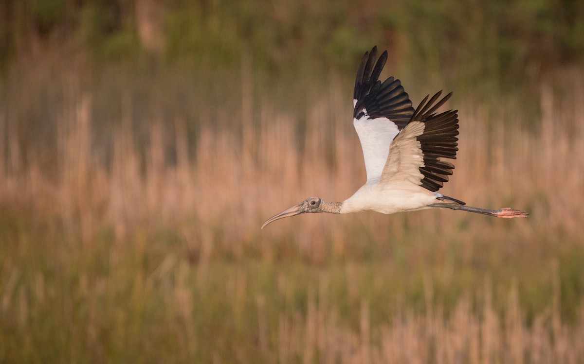 Wood Stork - ML36507001