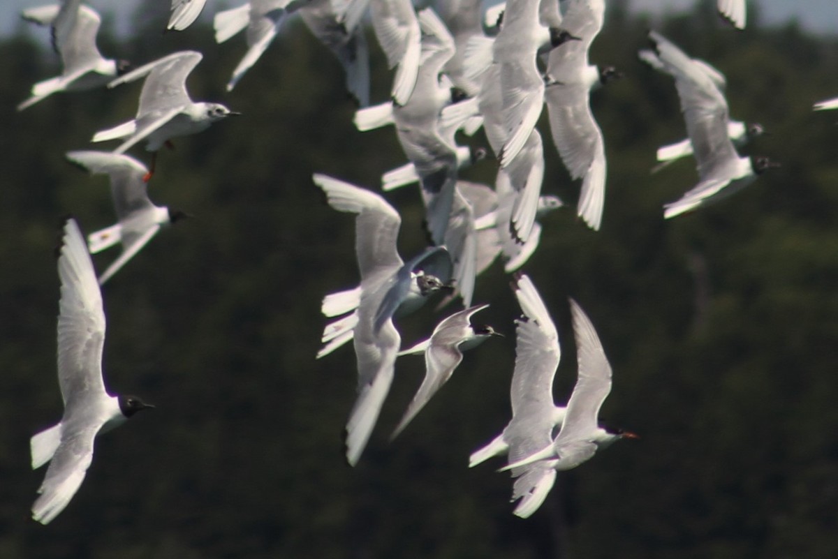 Arctic Tern - ML365070531