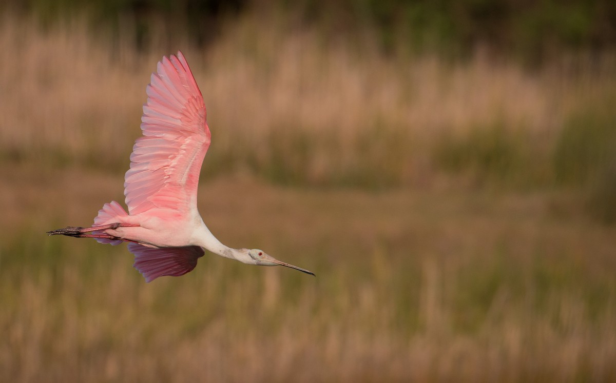 Roseate Spoonbill - ML36507091