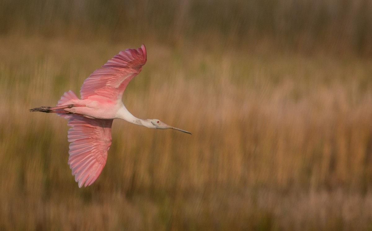 Roseate Spoonbill - ML36507101