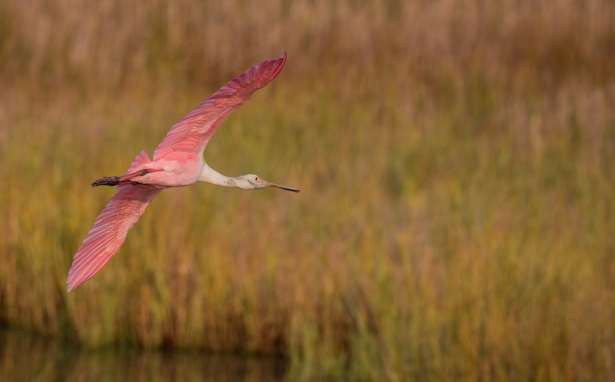 Roseate Spoonbill - ML36507111