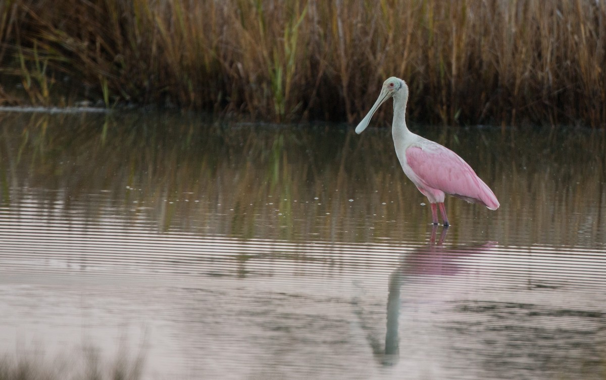 Roseate Spoonbill - Ian Davies