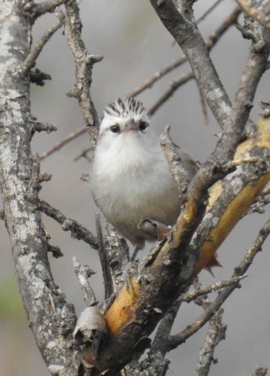 Stripe-crowned Spinetail - ML365071331