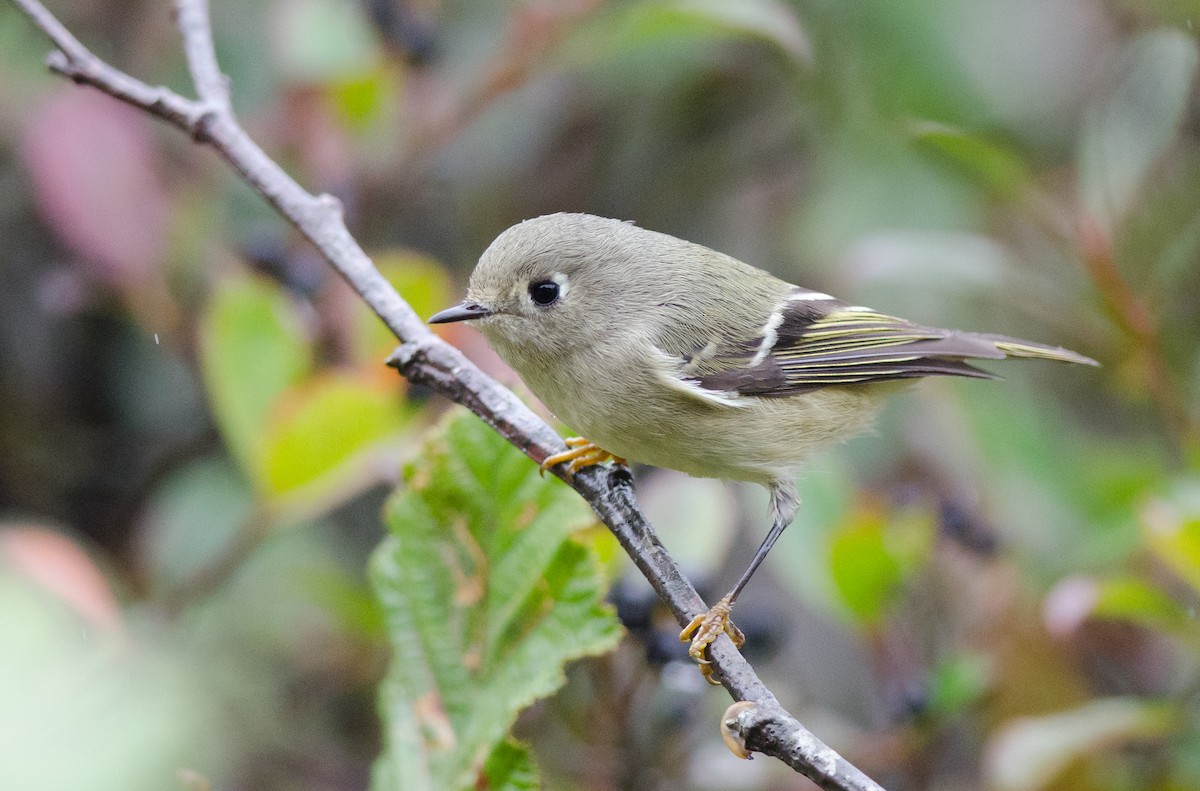 Ruby-crowned Kinglet - Alix d'Entremont