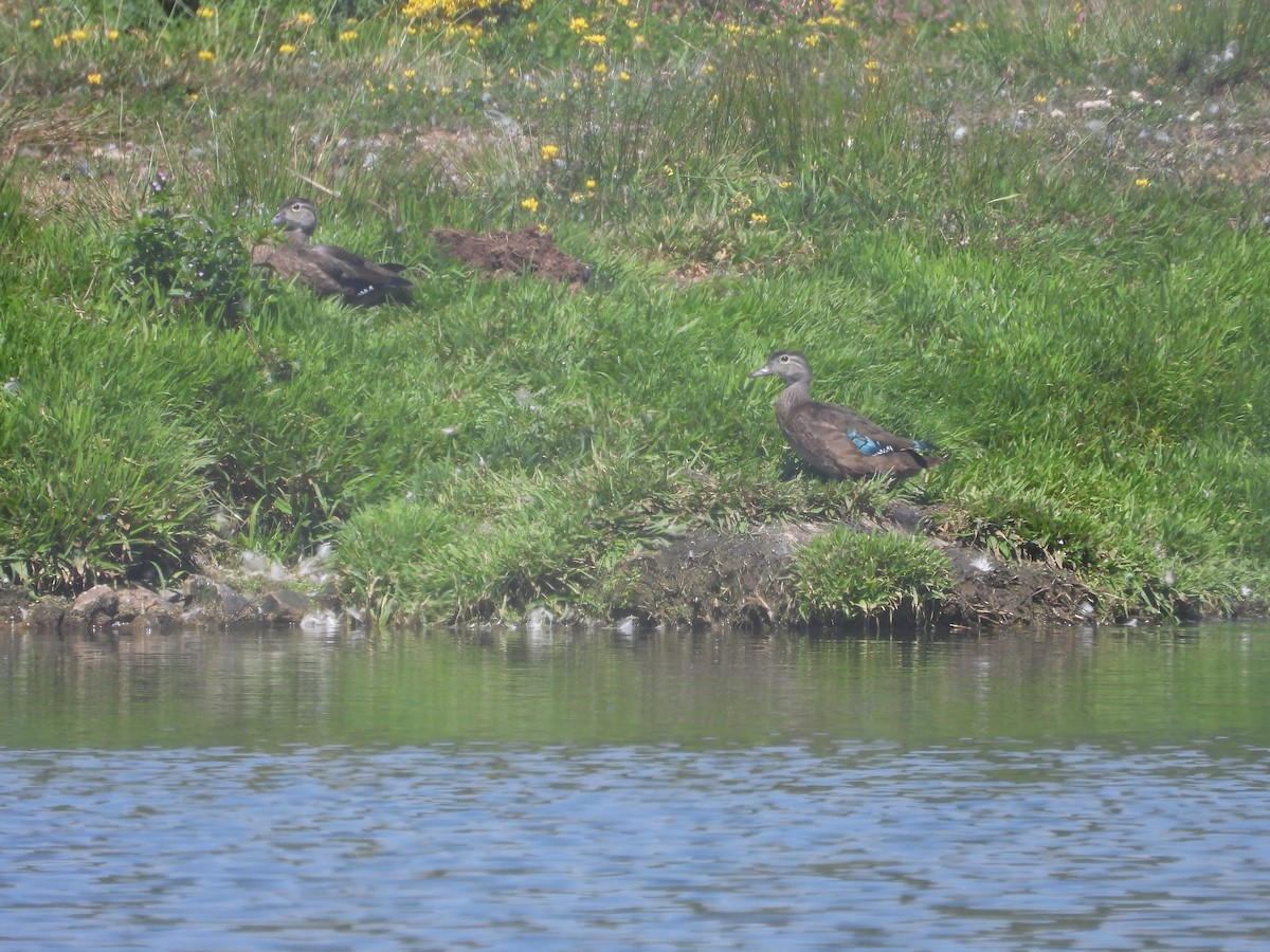 Wood Duck - ML365071941