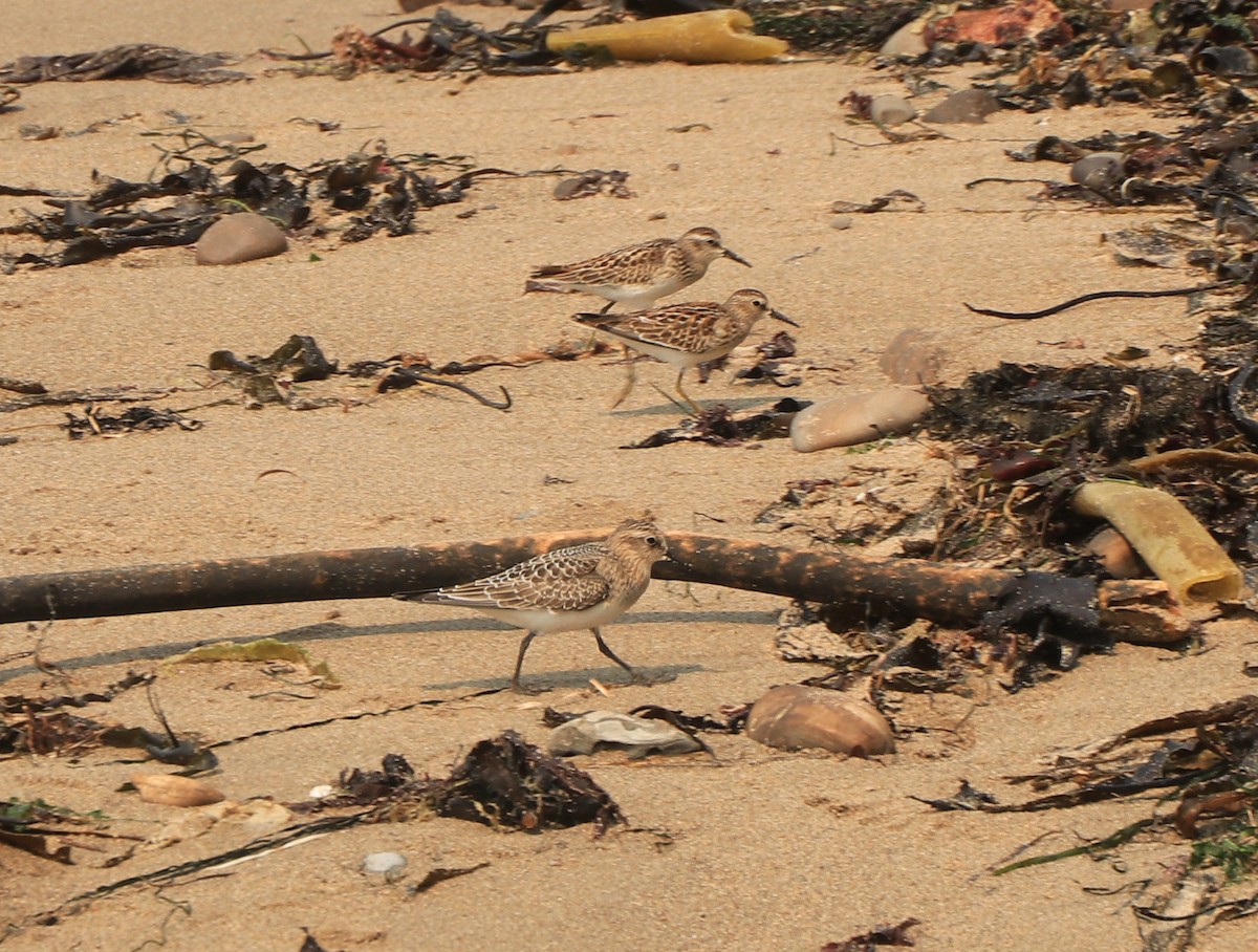 Baird's Sandpiper - ML365072581