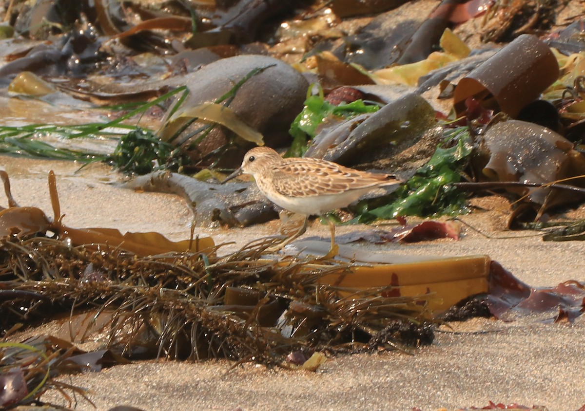 Least Sandpiper - ML365072831