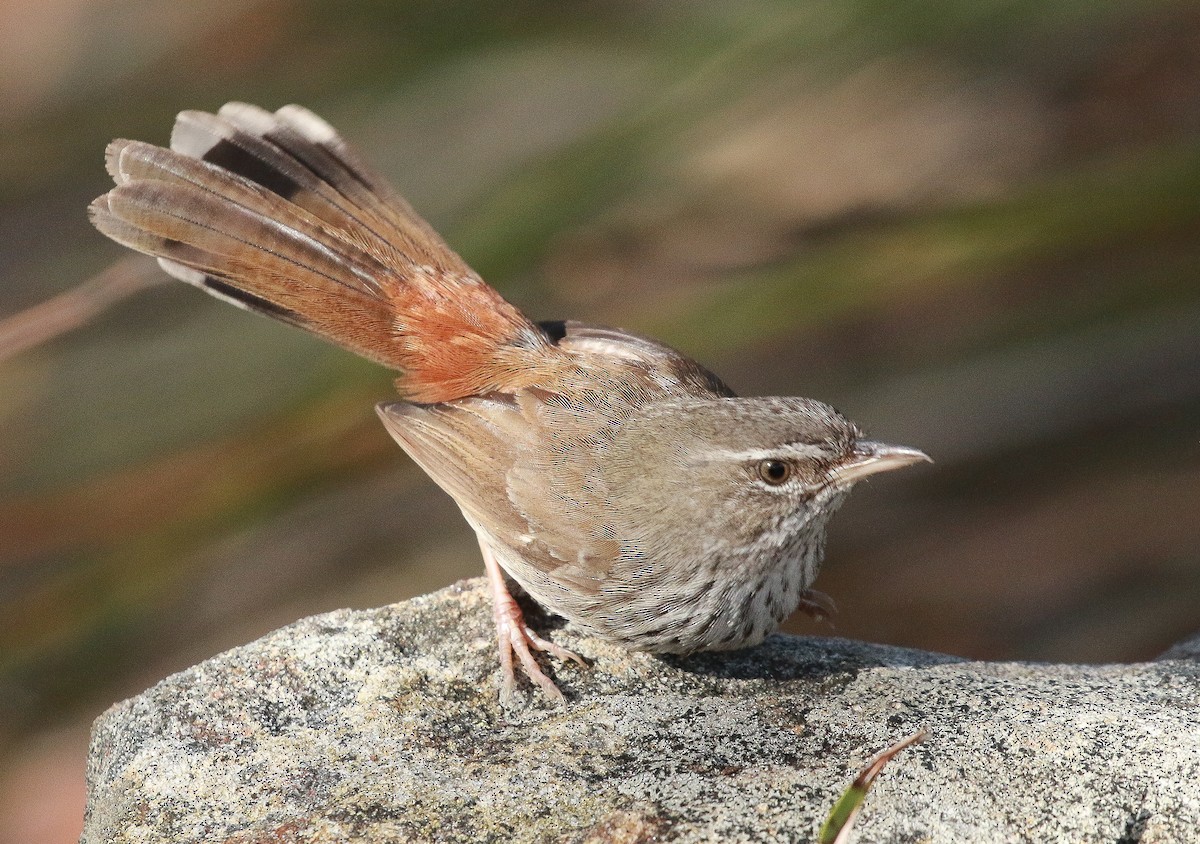 Chestnut-rumped Heathwren - ML365074331