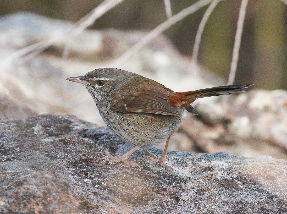 Chestnut-rumped Heathwren - ML365074341