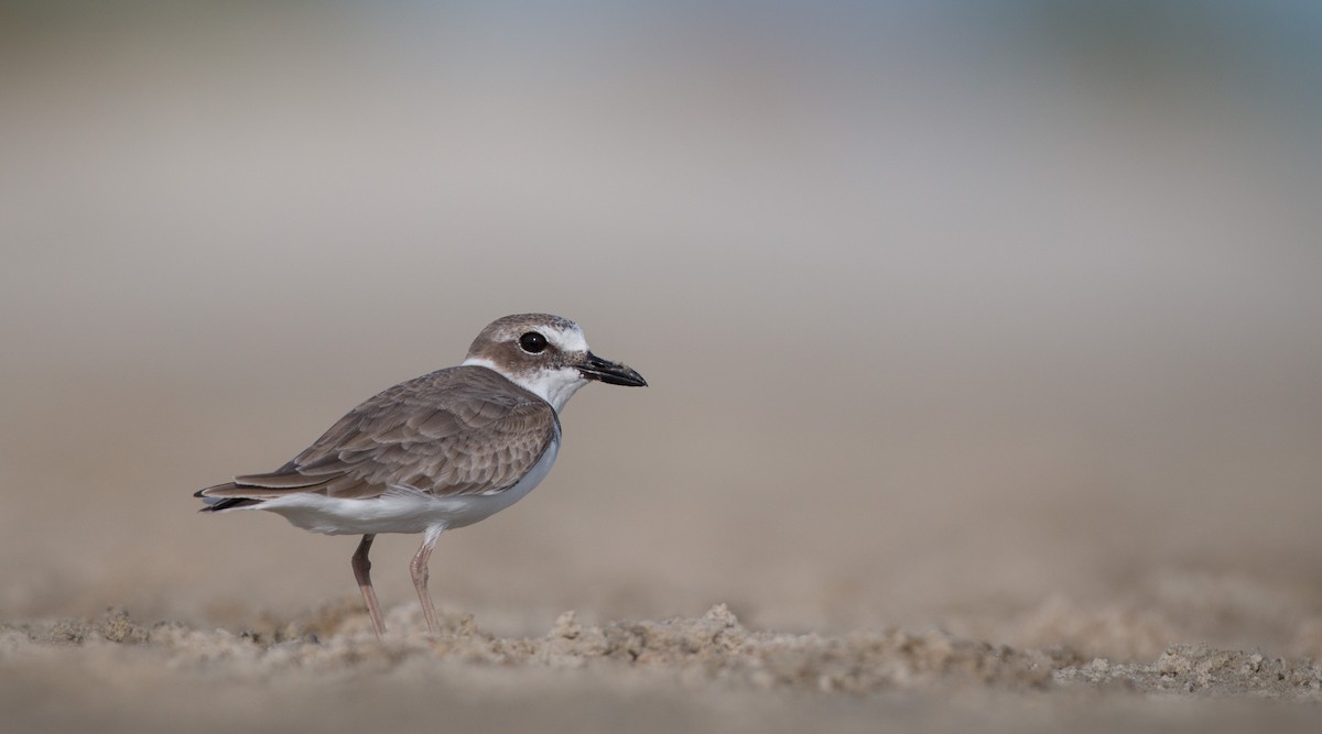 Wilson's Plover - Ian Davies
