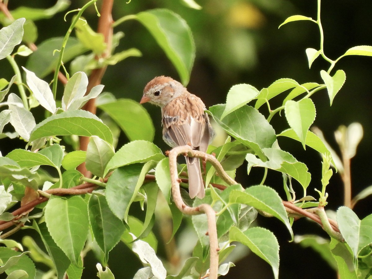 Field Sparrow - ML365077561