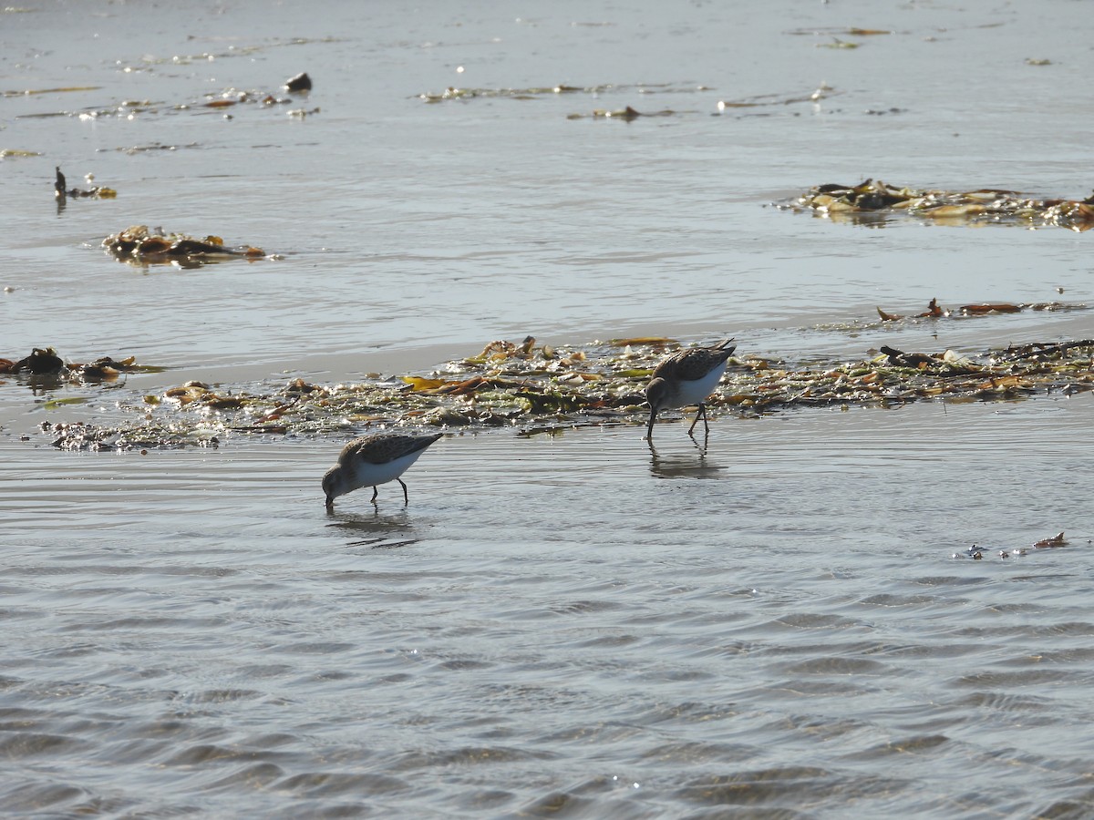 Western Sandpiper - ML365077671