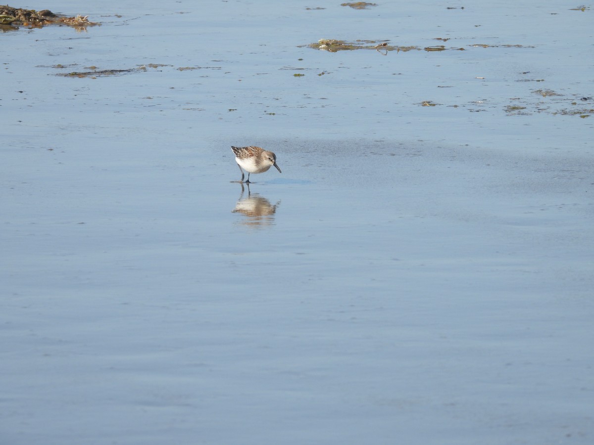 Bergstrandläufer - ML365078201