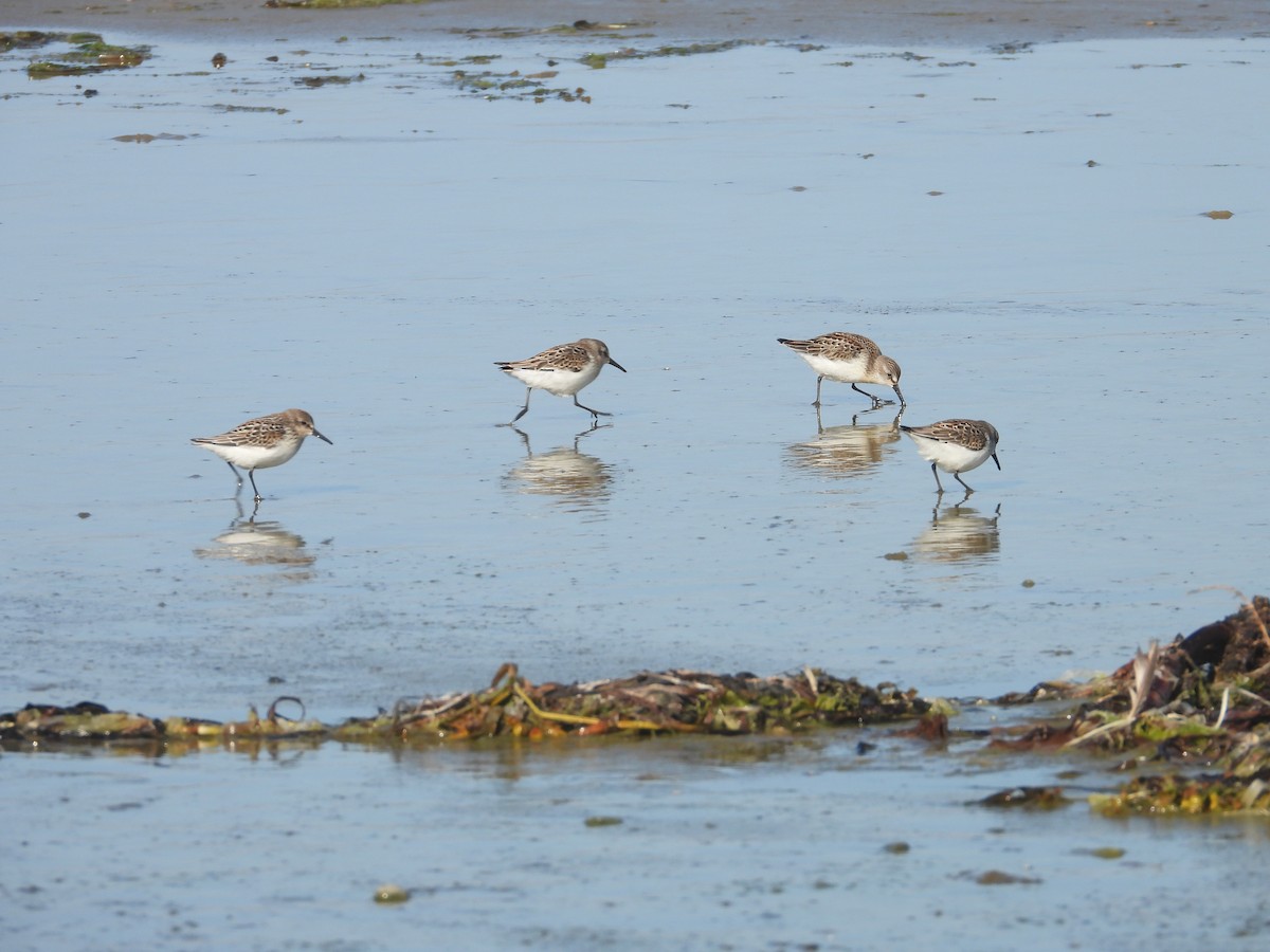 Western Sandpiper - ML365078421