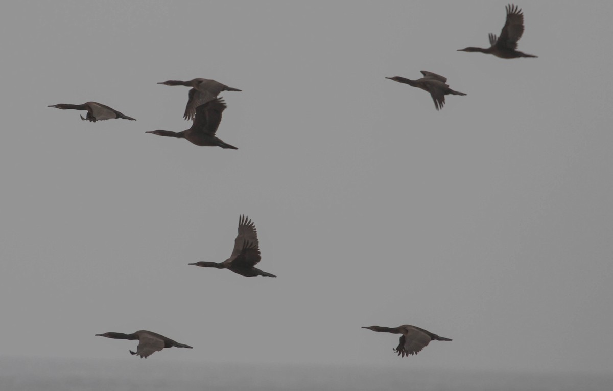 Brandt's Cormorant - ML365078471