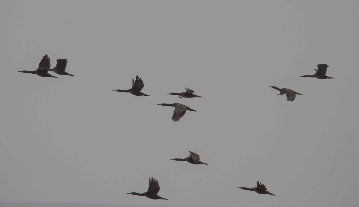Brandt's Cormorant - ML365078481