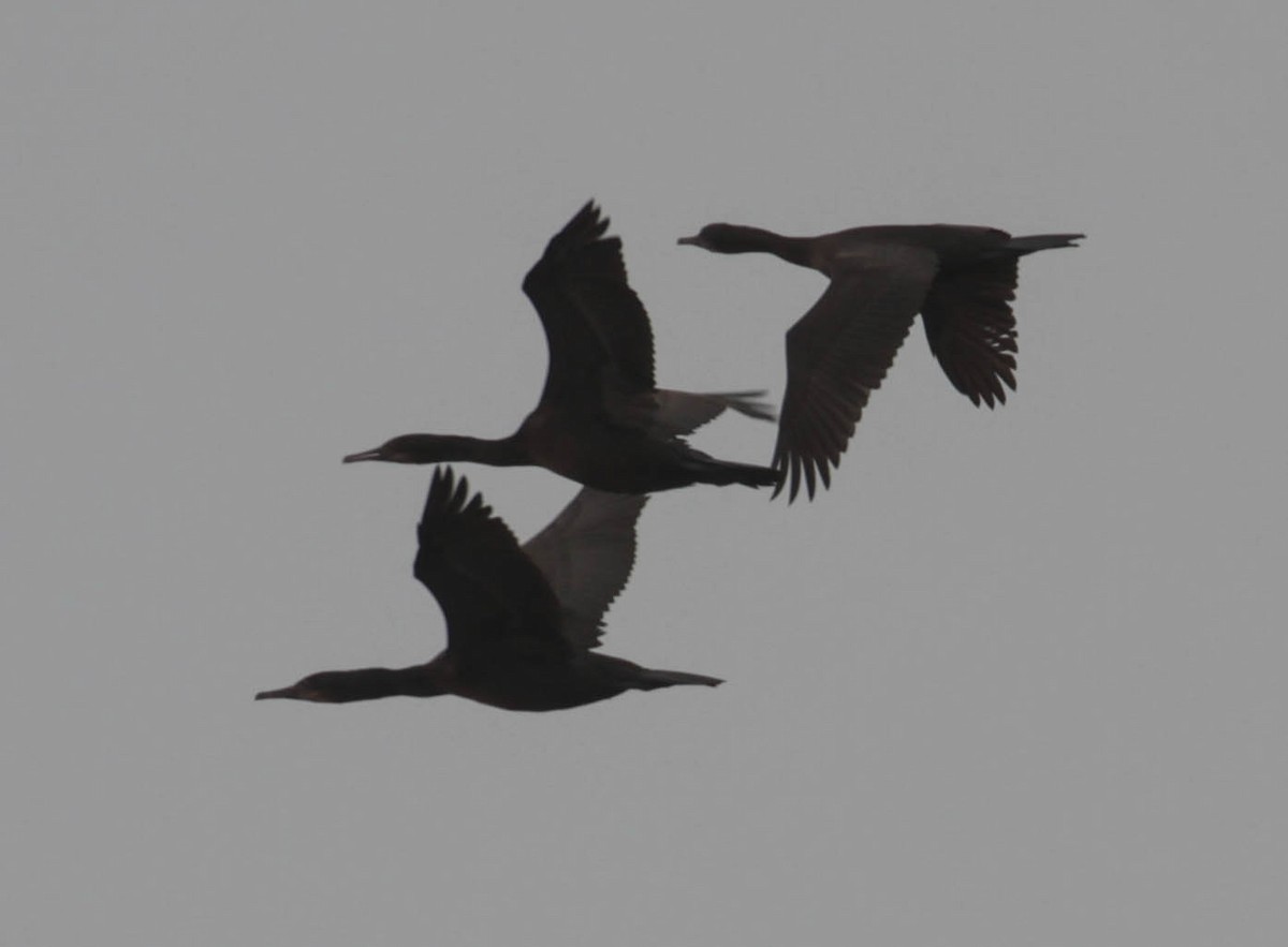 Brandt's Cormorant - ML365078501