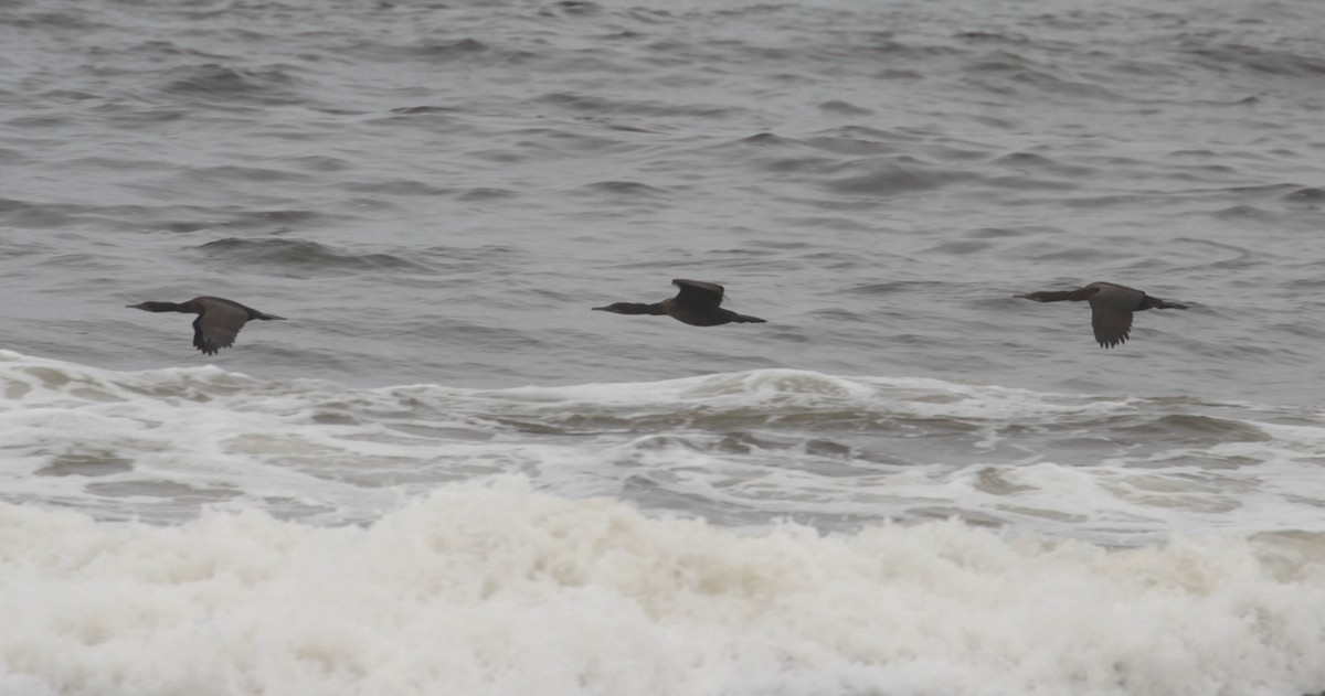 Brandt's Cormorant - ML365078571
