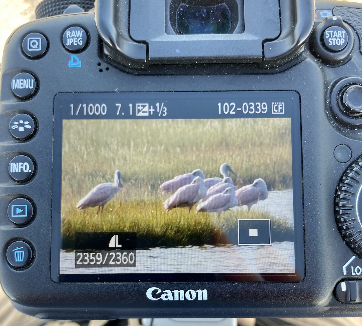 Roseate Spoonbill - ML365078671