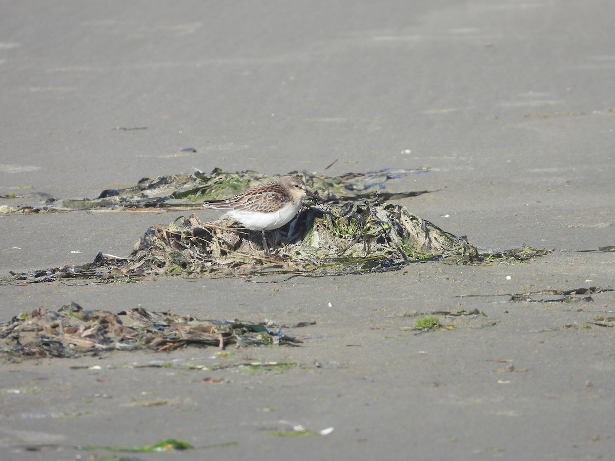 Western Sandpiper - ML365078721