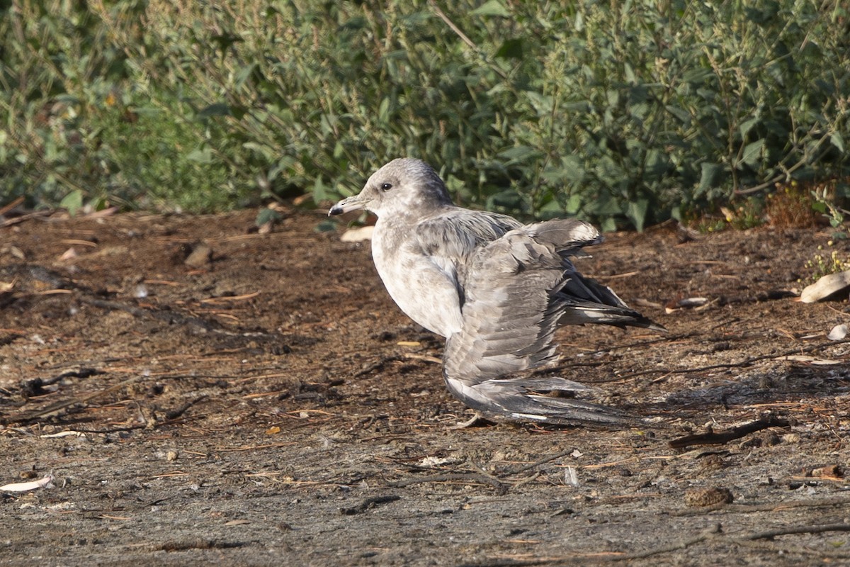 California Gull - ML365079321