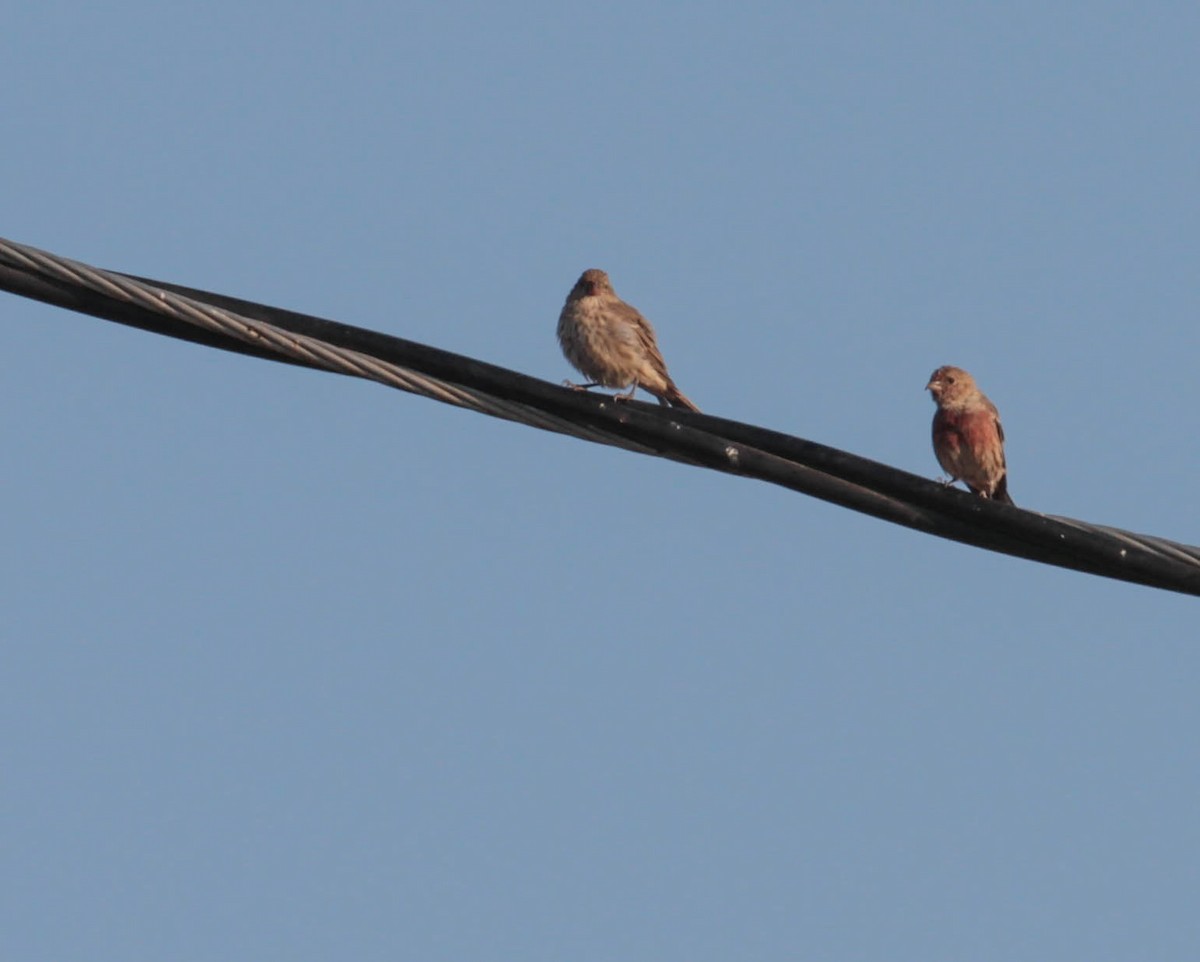 House Finch - ML365079711