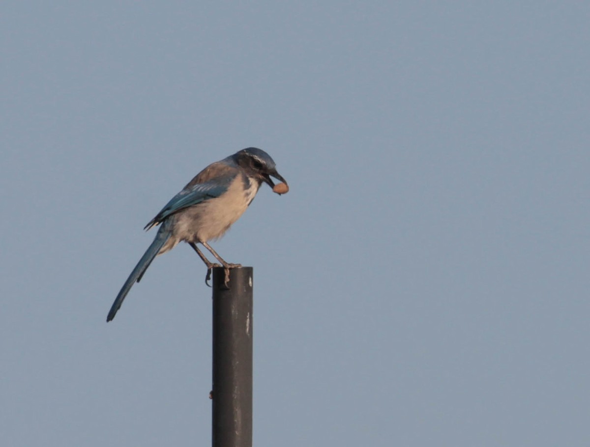 California Scrub-Jay - ML365079731