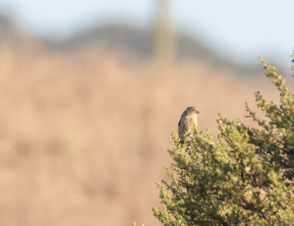 House Finch - ML365079911